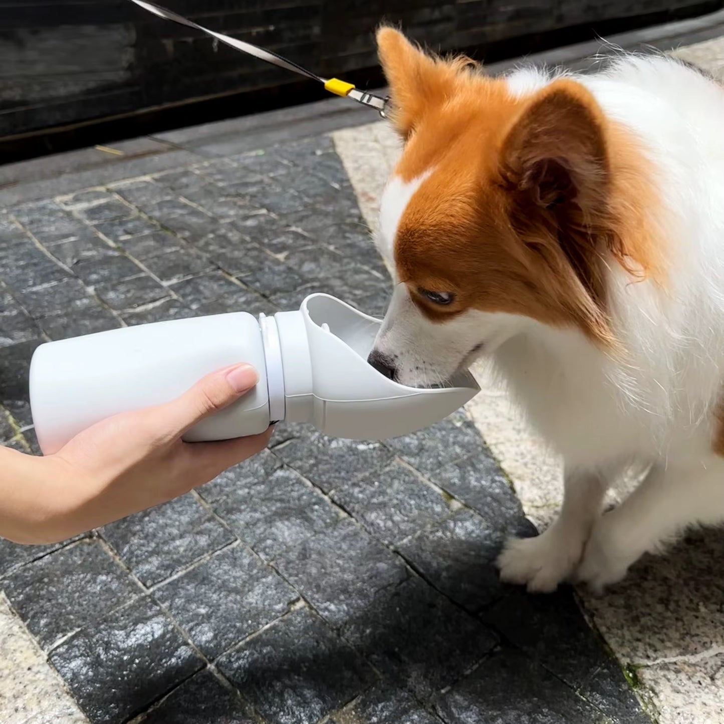 Termo de agua para mascotas